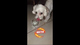 Dog looks so guilty - Sophie caught by owner drinking from its glass #shorts