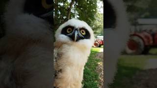 NGZ Welcomes Twila the Spectacled Owl