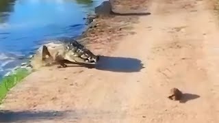 Crocodile attacking turtle. #crocodile #turtle