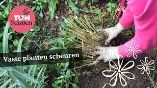 Vaste planten scheuren - Tuinseizoen