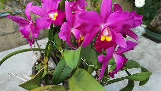 Cattleya no Tronco - Floração 2018 | Cattleya in Wood - Flowering 2018