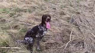 Gundog Training, Puppy on Quartering