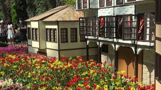 Tulipmania;  origin of the tulips at garden by the bay  2023