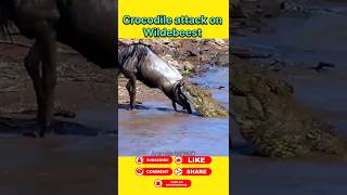 Crocodile attack on wildebeest #animals #wildanimal #shortsviral