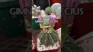 Cactus Gymnocalicyum 🌵💜🥰🇩🇴