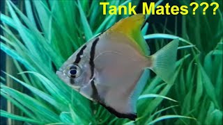 Mono fish tank mates - fish you can have with Mono fish / Mono argentus / Monodactylus argenteus