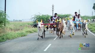 kombukaranatham chinna mattu rekal Race பெரிய மாட்டு வண்டி பந்தயம்கொம்புகரநதம்