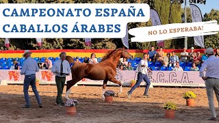 CAMPEONATO de ESPAÑA de CABALLOS ÁRABES 🐴 MI OPINIÓN SINCERA ¿Cambiaría algo? | Internacional AECCA