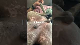 Spoiled? Yes.. #viral #shorts #puppy #viralvideo