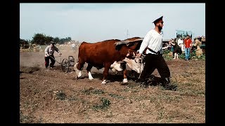 Кружилинские толоки | Тихий Дон в Вёшенской