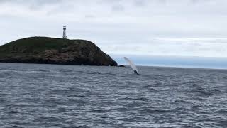 Surface Active Humpbacks