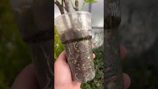 Инжир вариегатный "Джоли Тайгэ"Ficus carica Jolly Tiger