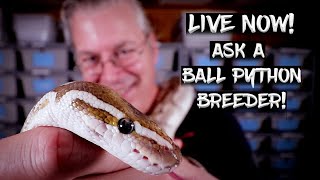 LIVE NOW!  Ask A Ball Python Breeder Anything!