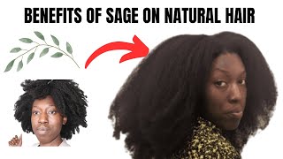 "Say Yes to Sage: The Game-Changing Benefits for Natural Hair"