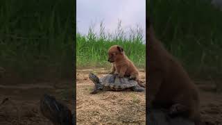 Travelling long way #dog #tortoise #travel #funny #shorts