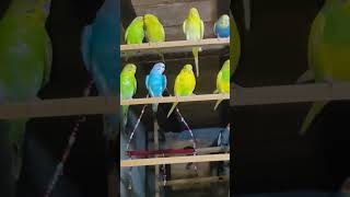 Bird's 🐦 ले रहे हैं मजे // देखें ये video