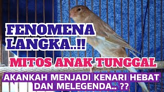 FENOMENA ANAK TUNGGAL BAGI PECINTA BURUNG KENARI