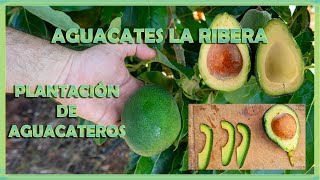 AGUACATES LA RIBERA, TRANFORMACIÓN Y PLANTACIÓN DE UN CAMPO DE AGUACATES