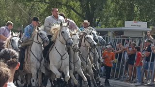 Arles - Féria du riz 2022 - Abrivado - 10/09/2022