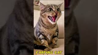 Funny Cat video | Funny cats #cat #shortvideo #funny #shorts #short #funnycats #catfarts #catvideos