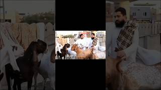 حافظ سعد رضوی اور انس رضوی کے قربانی کے مناظر❤️‍🩹|Hafiz Saad Rizvi Latest#murshidswag #viralshort