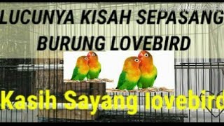 Anas fantiri youtube Kisah sepasang burung Lovebird