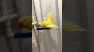 How to shower/Bath your parrot/ Bath Time For All My Birds!! | How to Bathe Your Bird