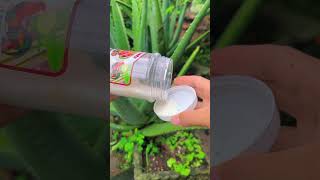 This good tip helps aloe vera plants grow faster than expected #shorts #aloevera