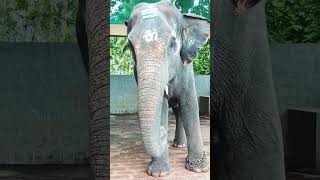 Kateel temple elephant🐘#youtubefeed #youtubeshorts #mangalore#kateeltemple