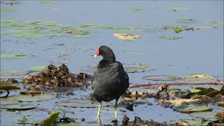 common moorhen