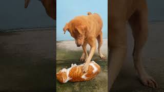 Funny dog🤣 k-drama moment with the cat🤣 #funny #shorts #shortsvideo