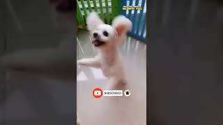 Bichon Frise Dog Dancing | May The Shorts Be With You #shorts #dog