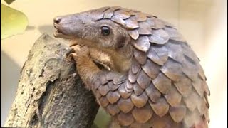 ¿Qué es un PANGOLIN? Curiosidades