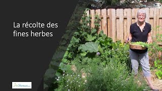 La récolte des fines herbes