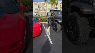 Pawrents took me to a car show ❤️🐾 #shorts #dog #automobile