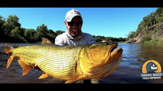 DORADO Y TARARIRA CON MOSCA | Fly Fishing | Pesca Tarariras Uruguay