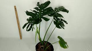 Giant Monstera Deliciosa Large Form For Sale Fenestrated Fully Rooted 22 Inch Leaf (4) RedneckShrek