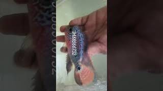 Kanfa female flowerhorn available at best price