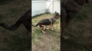 Charlie plays fetch #shorts #germanshepherdpuppy #viraldogsvideos #cutedogs #1kviews #subscribe