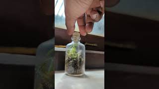 Terrarium | Plant inside a glass bottle