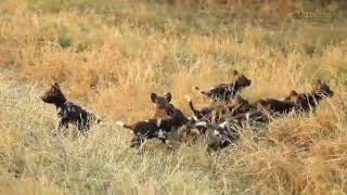 Wild Dog Puppies Run From Danger | Great Plains Conservation