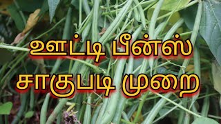 நீலகிரி பீன்ஸ் விவசாய முறைகள்|Beans cultivation at Nilgiris