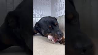 THE CUTE DOG EATING FOOD MOMENT #short #cutedog #dog #tiktokt #funny #moment