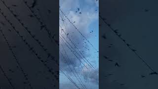 flock of birds