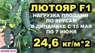 Огурец Лютояр F1. Нагрузка плодами по ярусам, 24,6 кг/м*2