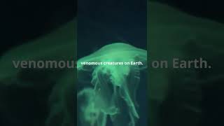 Box Jellyfish: The Deadly Stinger of the Sea! 🌊⚠️  #facts #jellyfish #shortsvideo #shorts