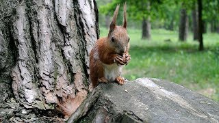 🐿️ Пример видео объектива Nikkor 18.5mm, f/1.8 для 📷 Nikon1 J1