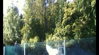 Beluga Whales at Vancouver Aquarium