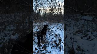 Winter Adventure with My Dog: Bush Shelter and Deer Sighting!