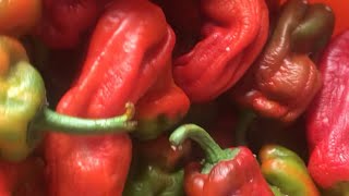 How to Store Bell Peppers for Weeks